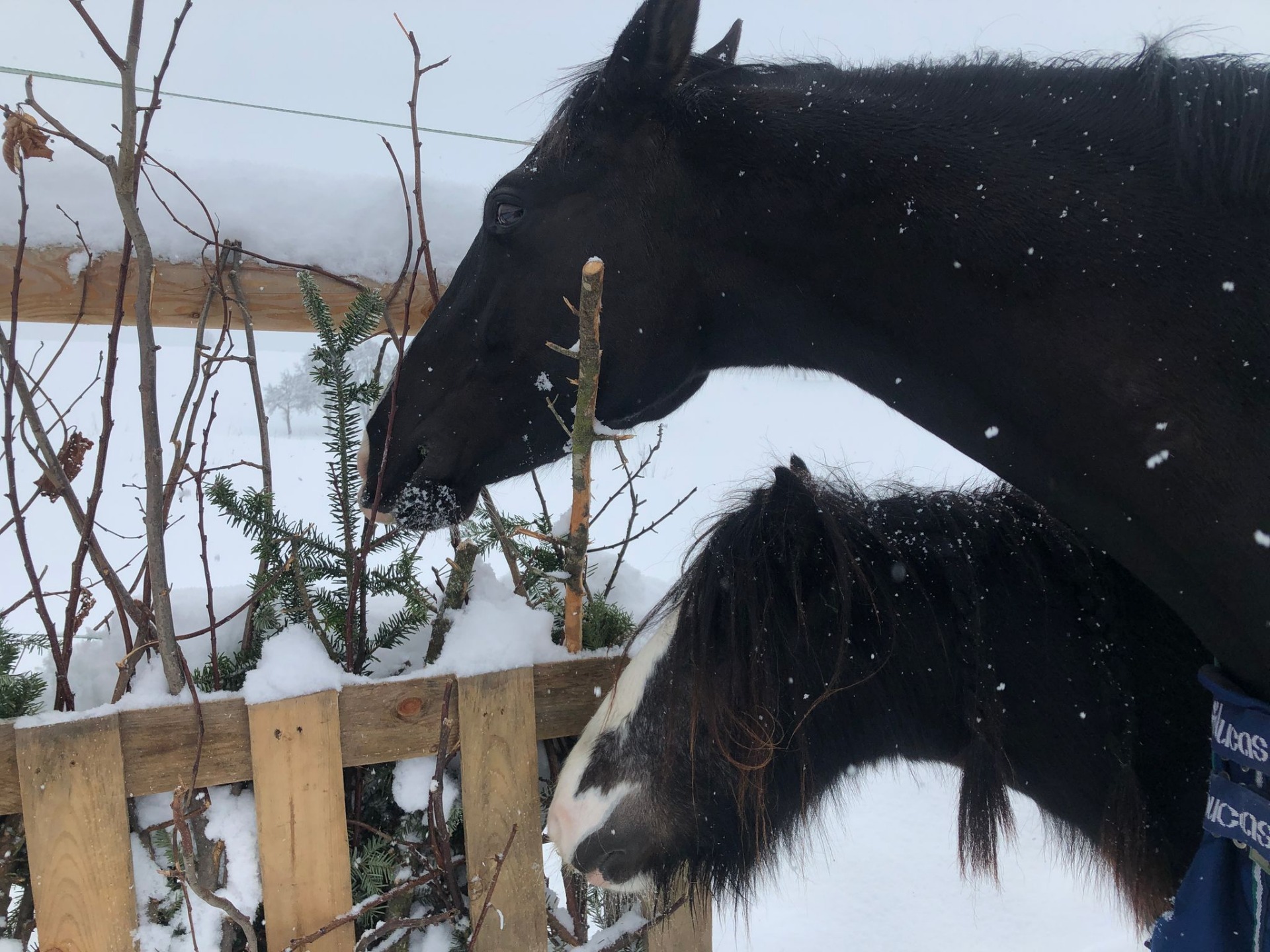 Knabberholz lässt sich auch wunderbar platzsparend in einer aufgestellten Palette anbieten die sich am Zaun gut befestigen lässt