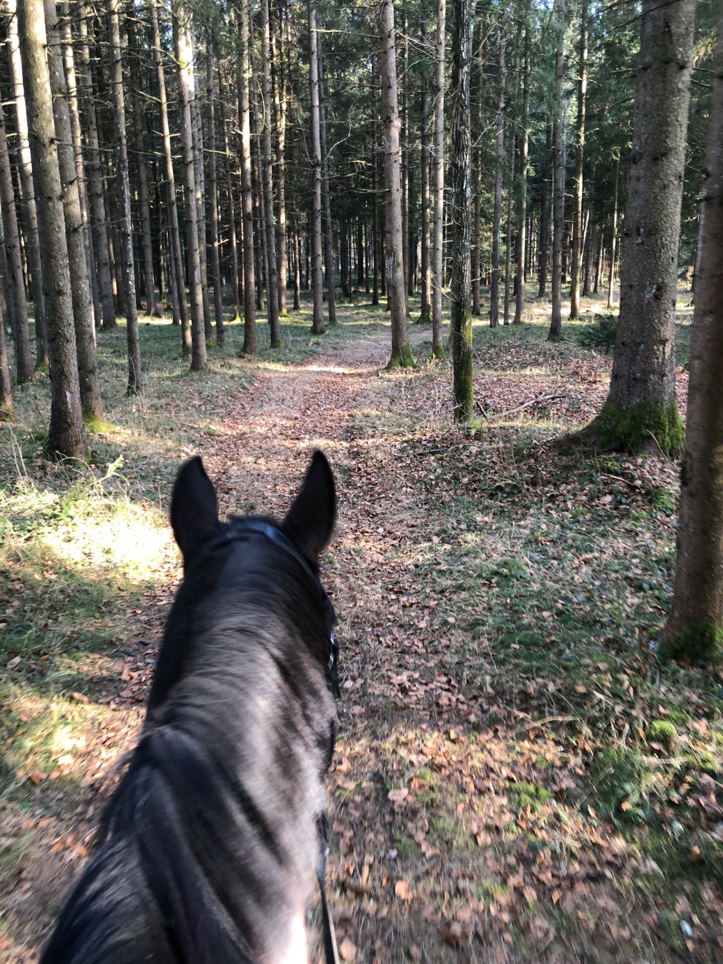 Mal wieder unterwegs im alten Ausreitgebiet