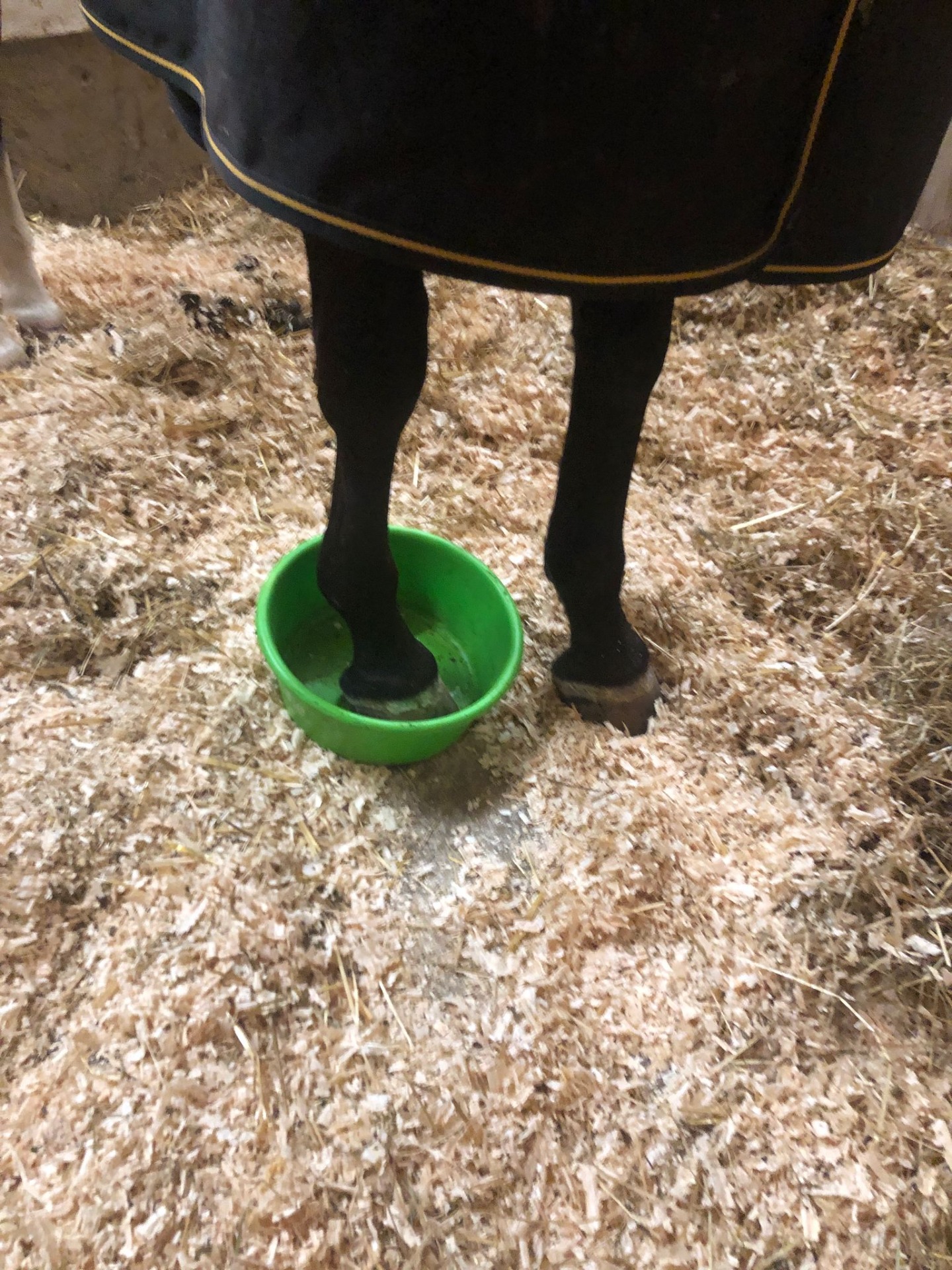 Das Pferd auf das Balancekissen parken ist Schwerstarbeit. In die Schüssel steigen geht von alleine