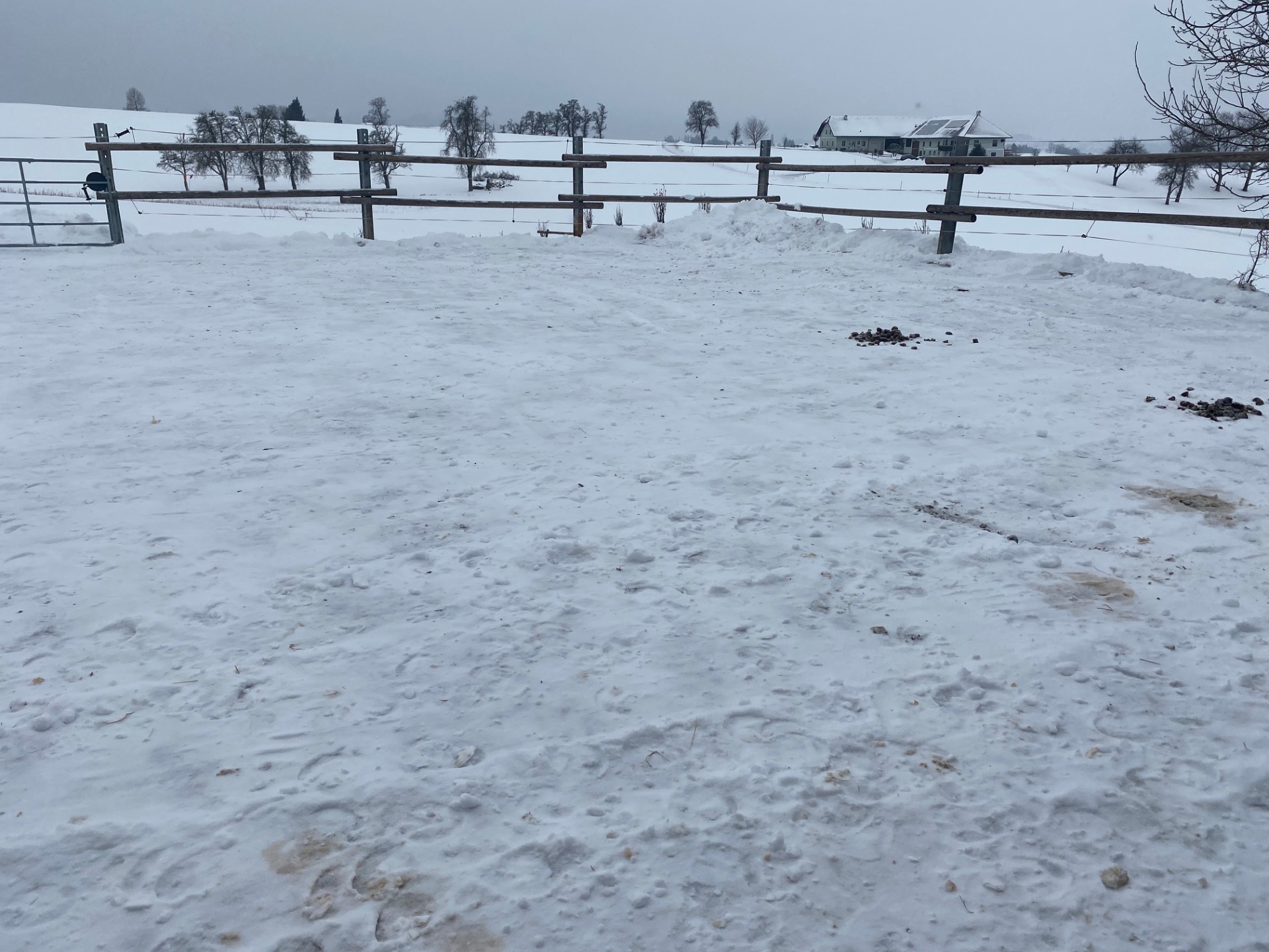 Ist der Platz ausgeräumt und eben kann auch leicht gemistet werden. Ist er eine gefrorene Hügellandschaft wird das Misten zur Tortur