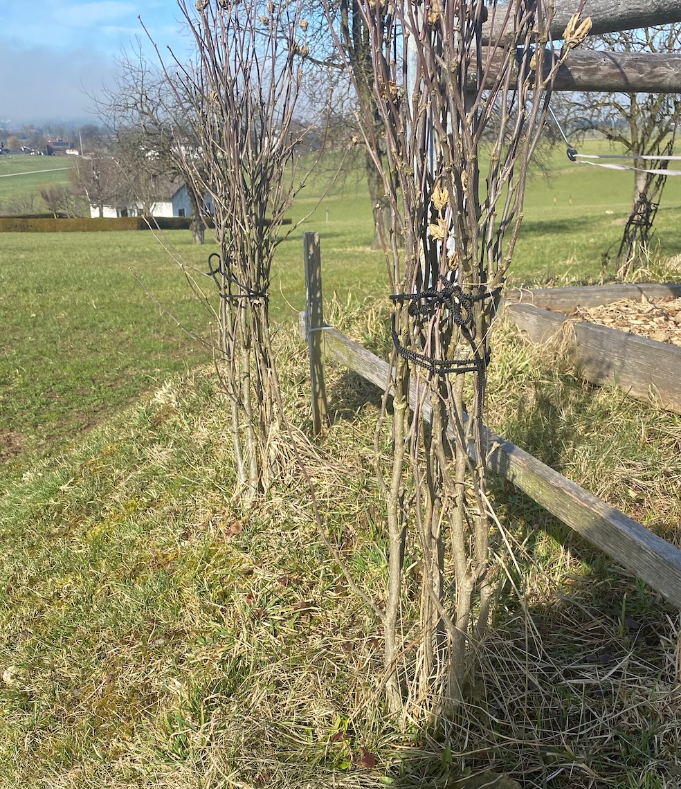 Die Stauden werden wieder aufgebunden