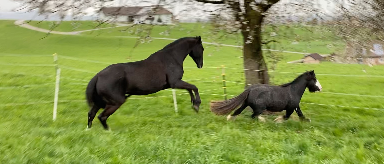 Beim Anweiden die Hinterhandmuskulatur trainieren