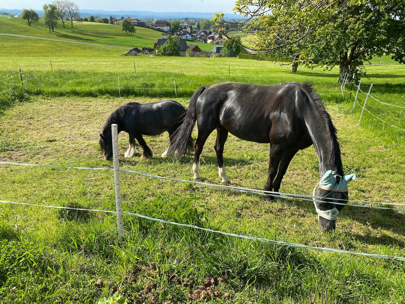 Mittlerweile habe ich wieder auf Portionsweide umgestellt