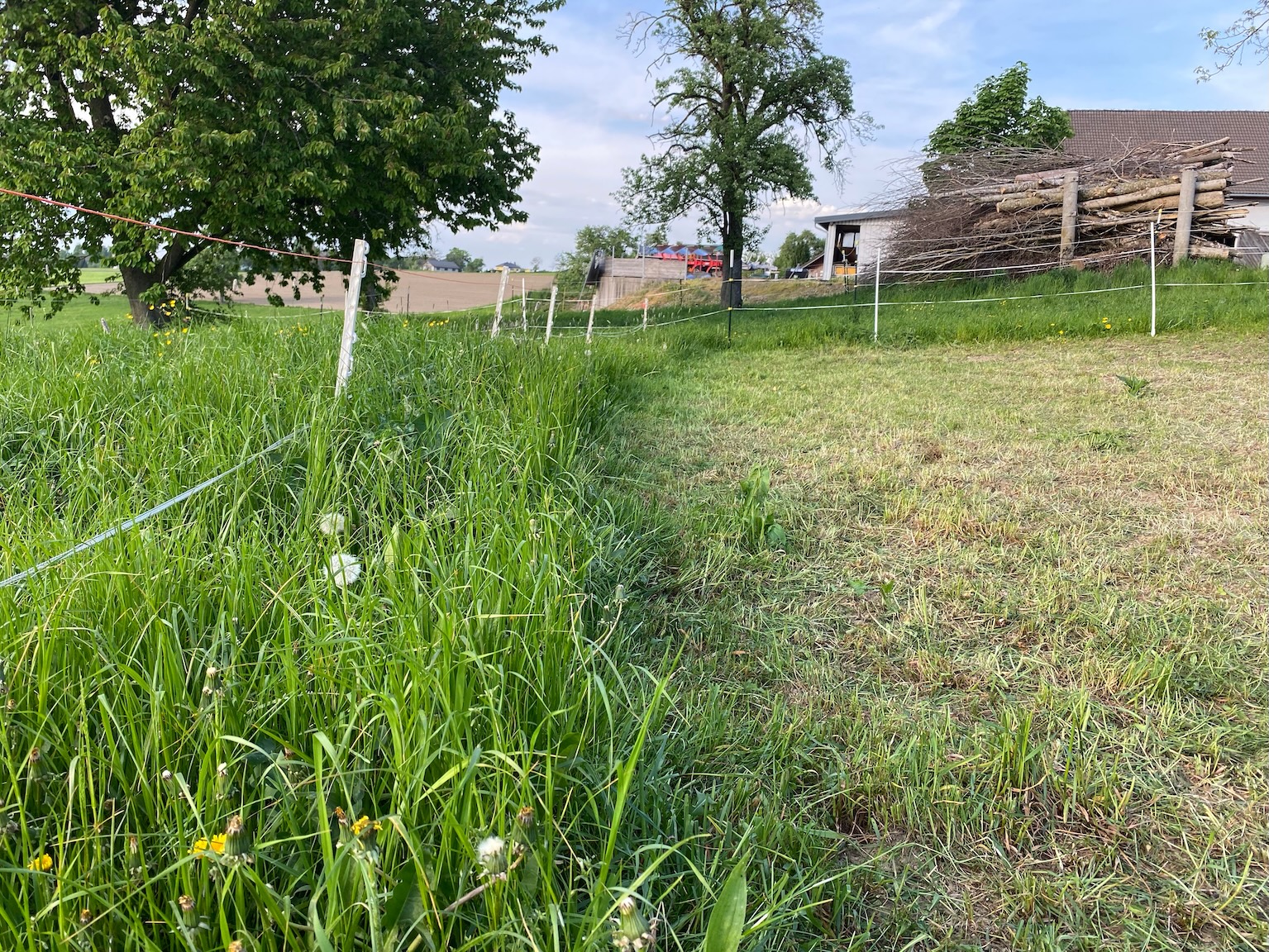 Ich stecke jeden Tag einen Streifen von hohen Grass dazu. So kann ich gut steuern wieviel sie fressen und die Wiese wird gleichmässig abgefressen. 