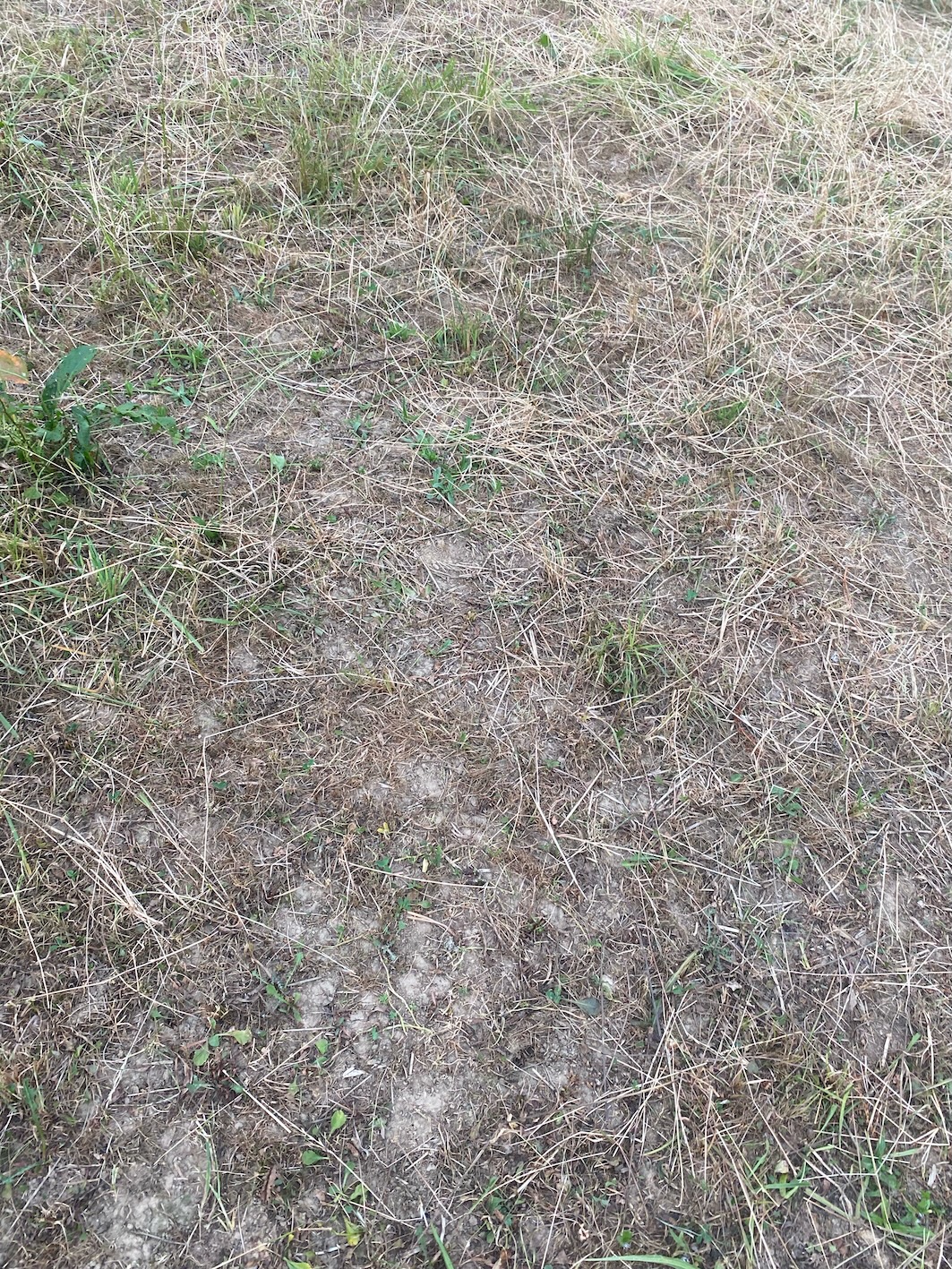 Mittlerweile sind viele Gräserarten in die Knie gegangen und schlichtweg verschwunden. Was noch halbwegs grün ist wird von den Pferden niedergenagt
